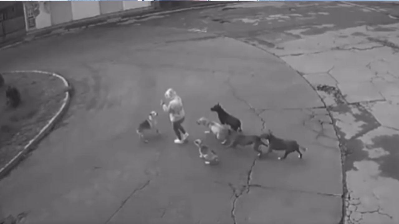 VIDEO: Mujer es atacada por seis  perros callejeros en plena calle