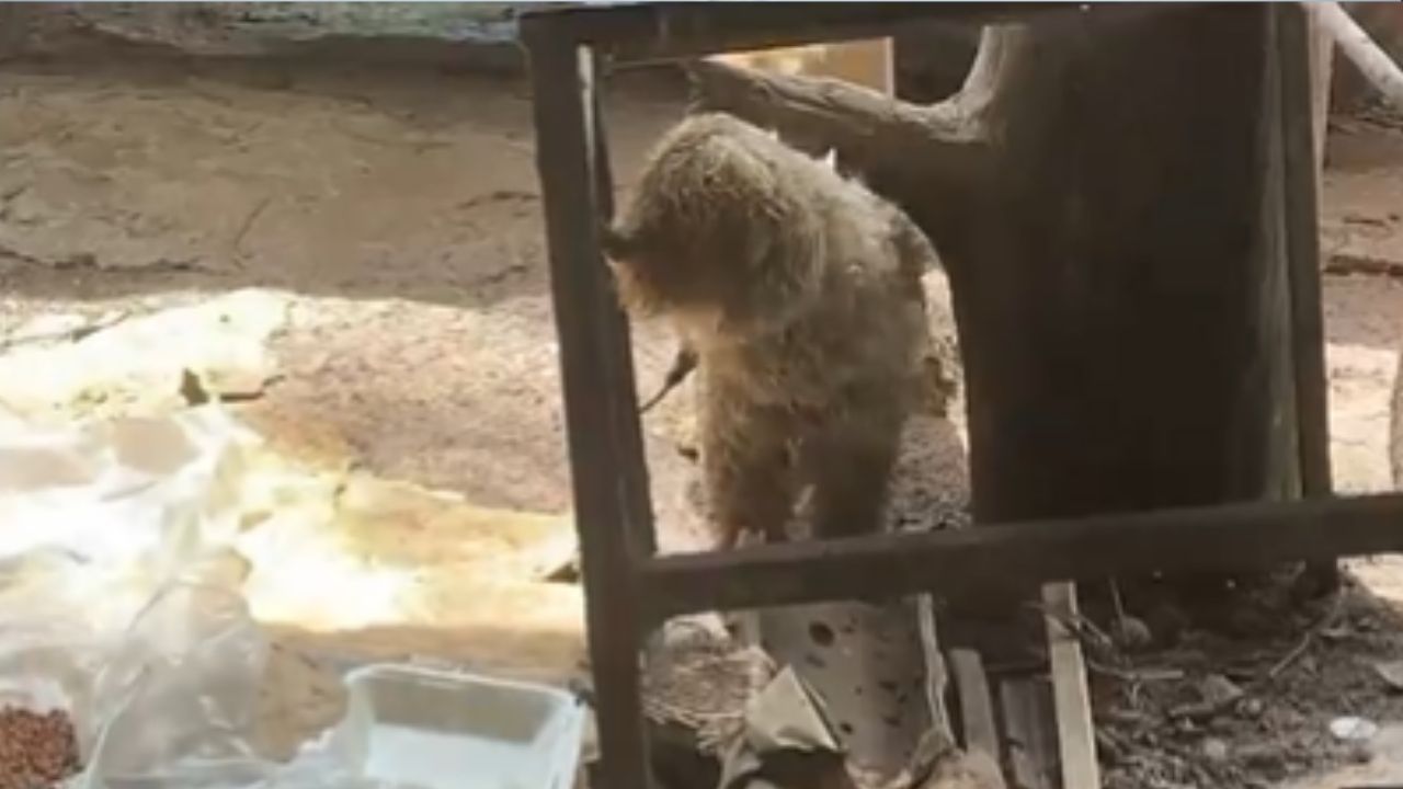 VIDEOS: Rescatan perritos de casas inundadas en Santa Lucía y Tegucigalpa