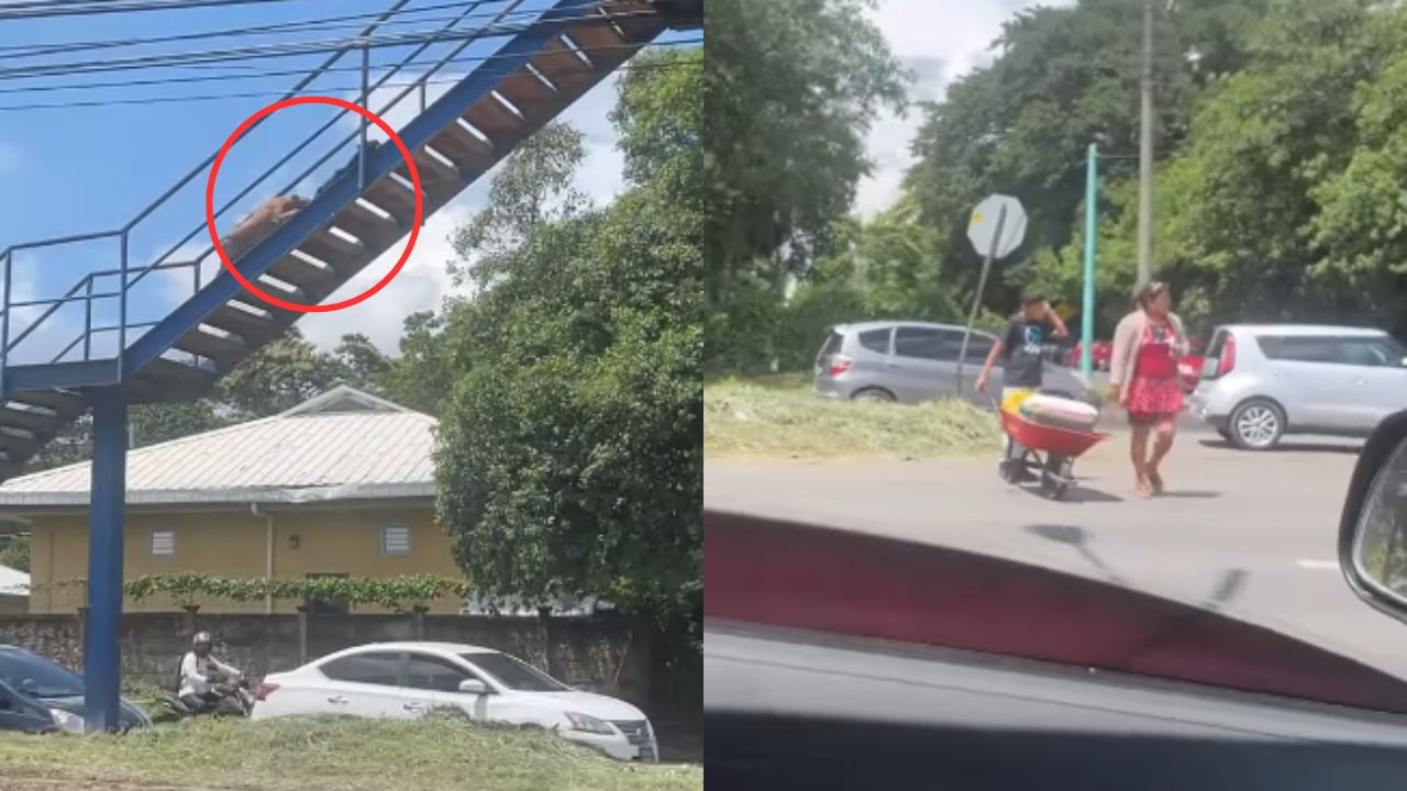 Vídeo: Perros subieron a puente peatonal mientras personas cruzaban por debajo