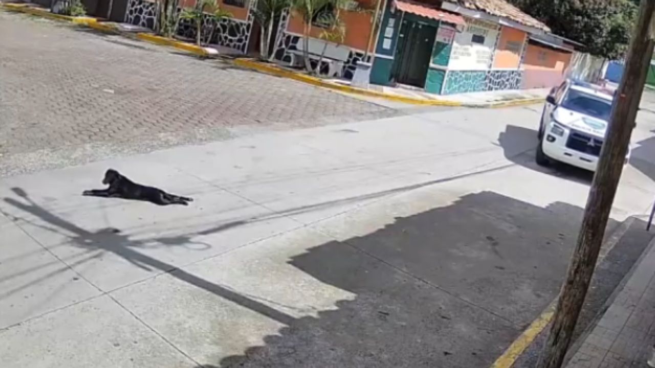 ¿Qué determinó la Policía sobre agentes que atropellaron a perro en San Buenaventura?