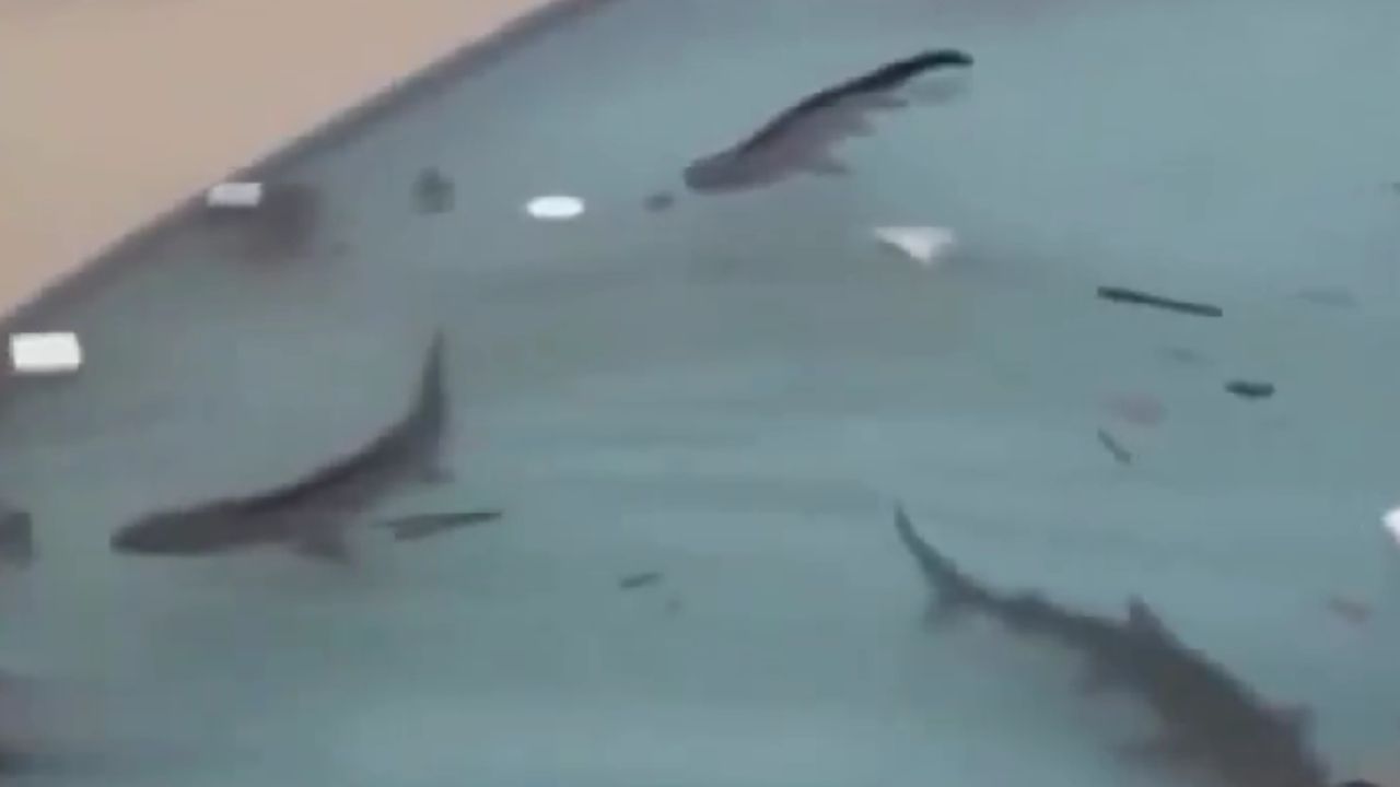 Cómo la IA creó el viral de tiburones en piscina tras el huracán Melissa