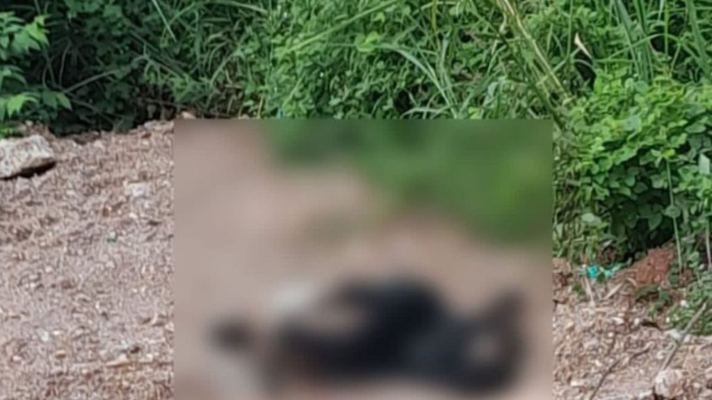 Imagen de cuerpo de nota