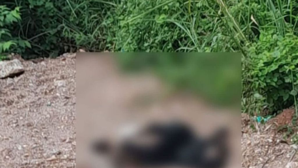 Imagen de cuerpo de nota