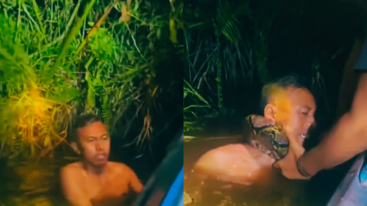 Vídeo: Rescatan a hombre que casi fue estrangulado por serpiente pitón