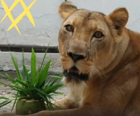 Leona, la felina que atacó al hombre hasta quitarle la vida. Foto: Clarín.