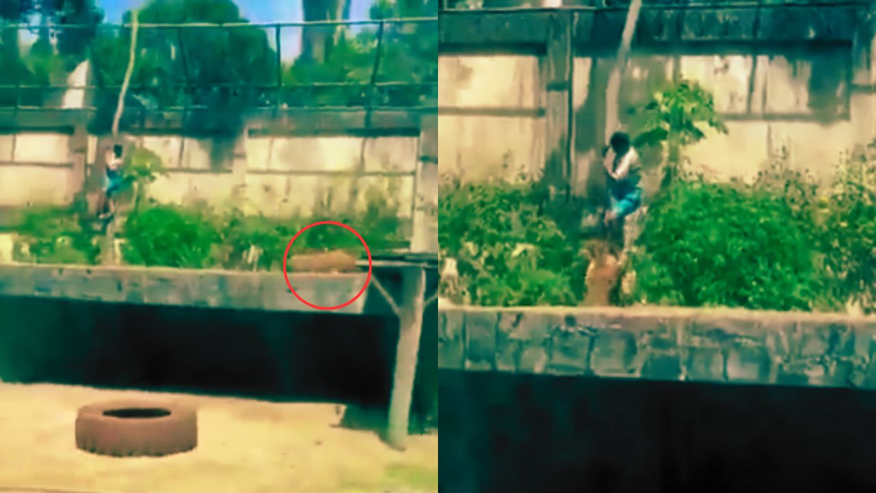 Vídeo sensible: Leona mató a un hombre que se metió en su jaula en un zoológico