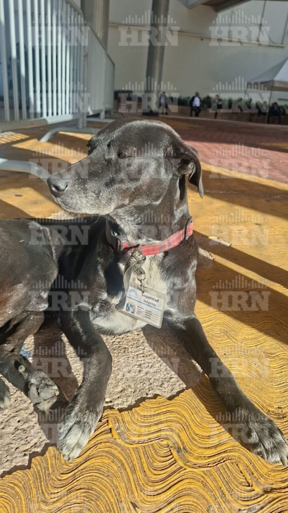 Blacky, el miembro de 'seguridad interna' del CN.