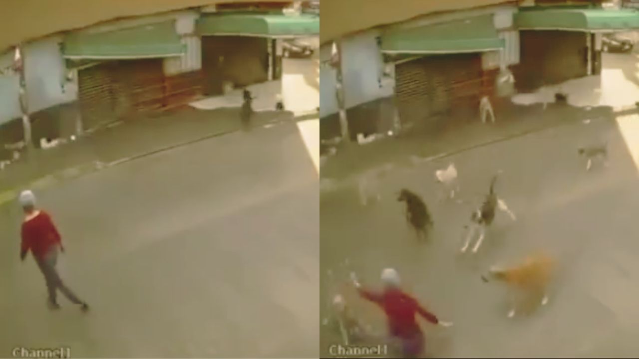Vídeo: Anciana fue atacada por unos 15 perros cuando caminaba tranquila por la calle