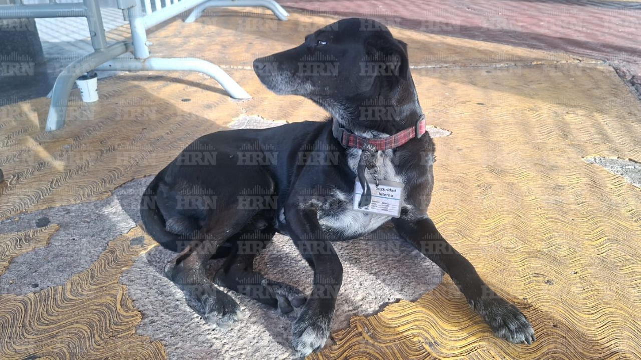 'Blacky', el 'miembro de seguridad interna' que 'resguarda' el Congreso Nacional