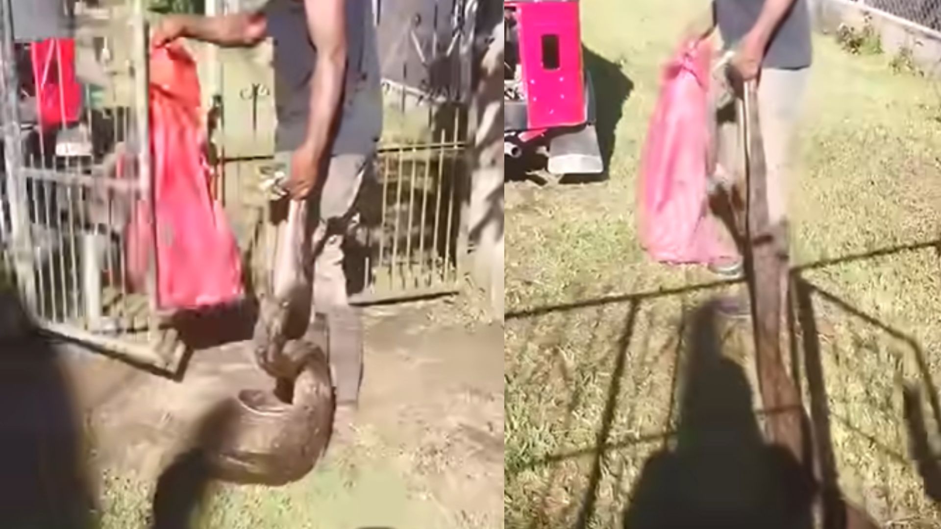 Imagen de VIDEO: '¡Tenga cuidado!', hallan enorme serpiente viviendo en casa Santa Cruz de Yojoa