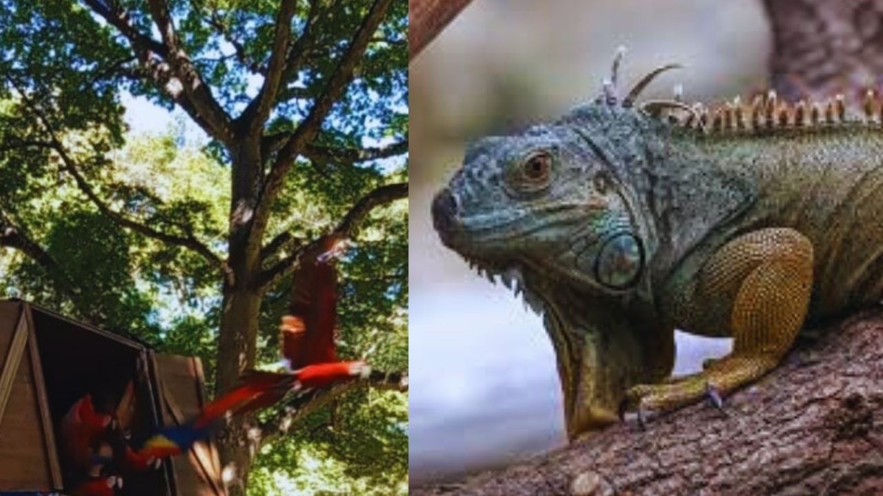 Así fue la liberación de iguanas y guaras en el sur de Honduras