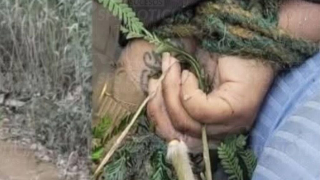 Imagen de cuerpo de nota