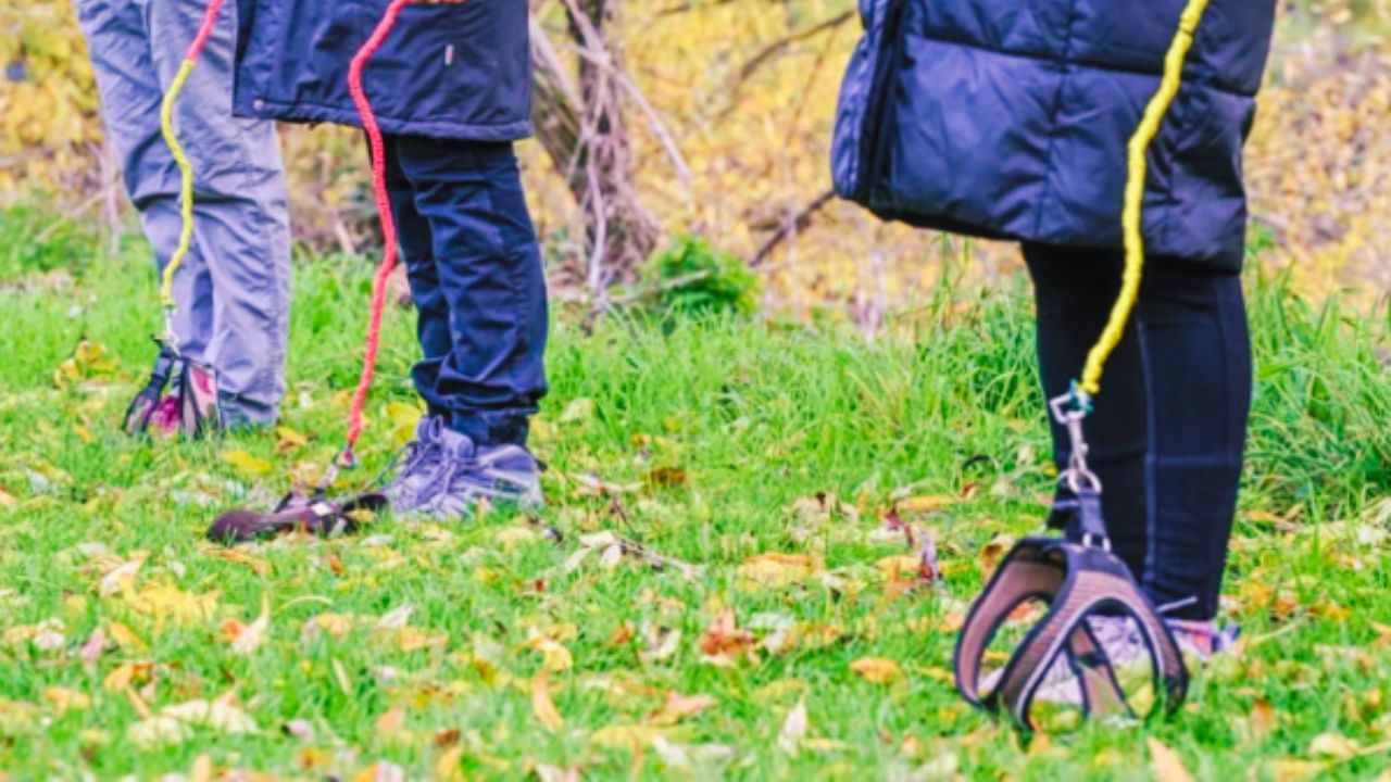 ¡Llegó el hobby dogging! ¿Qué es esta tendencia que apareció luego de los 'therians'?