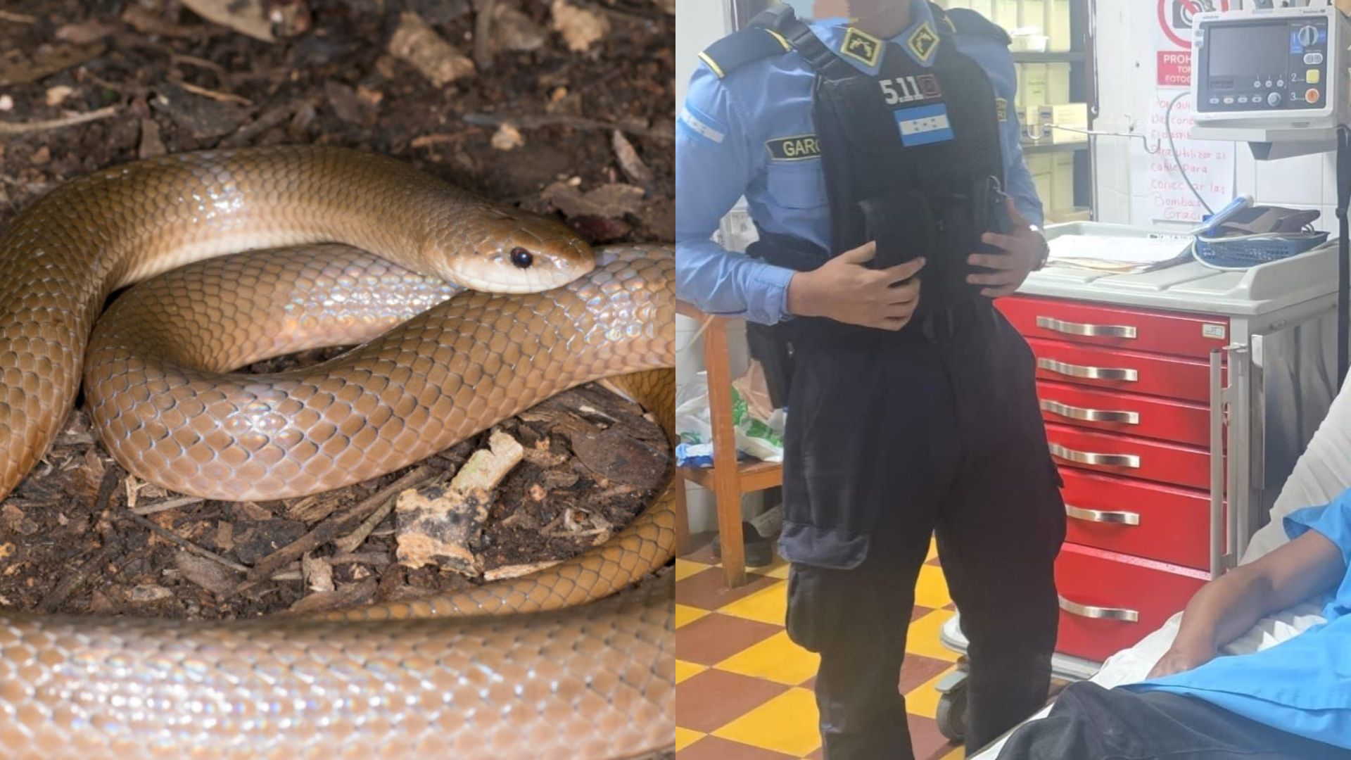 Primero la mordedura, luego la orden de captura: cae sospechoso de homicidio en Santa Bárbara