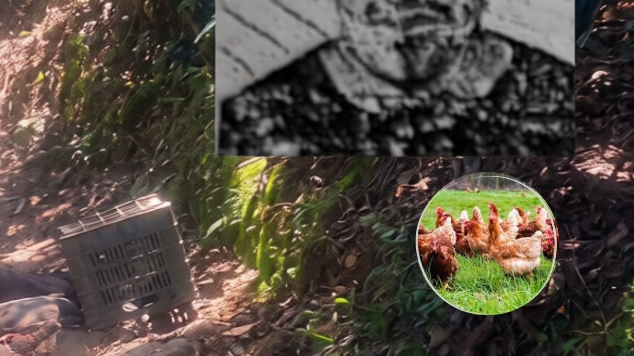 Esto se sabe del asesinato de hombre por robar gallinas en Comayagua