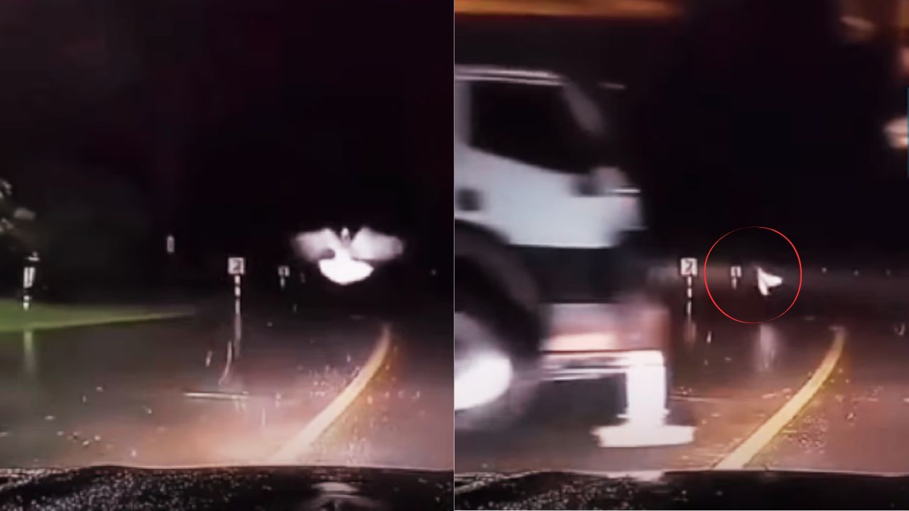 ¿Señal divina? | Vídeo: Paloma 'salvó' a conductor de fuerte accidente de tránsito