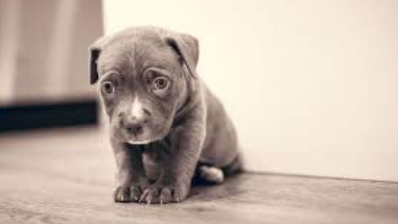 Le escribió el número 13 y lo mutiló: hondureño ante la justicia por maltrato