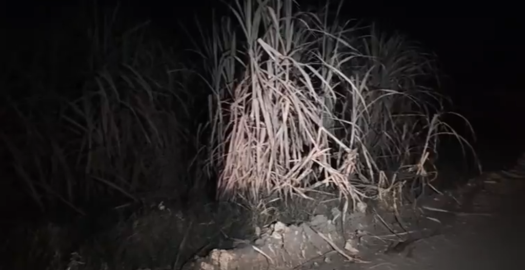 Imagen de cuerpo de nota