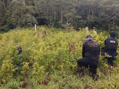 Imagen de Expansión de coca en montañas: hallan grandes cultivos en Colón y Yoro