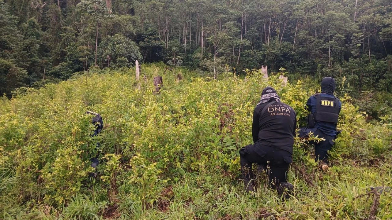 Imagen de Expansión de coca en montañas: hallan grandes cultivos en Colón y Yoro