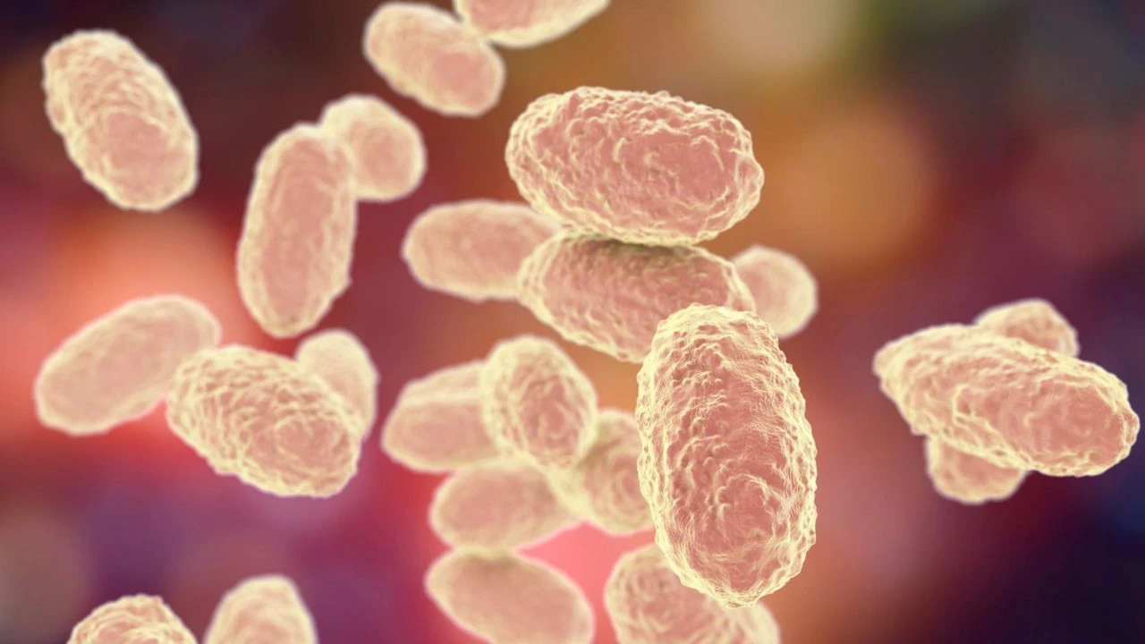 Imagen de ¿Qué es la tosferina, cuáles son los síntomas y cómo afecta a Honduras?