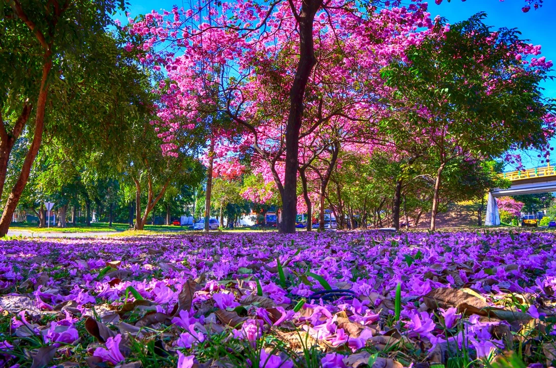 Imagen de Entre macuelizos y San Juanes: Centroamérica despide el invierno con lluvia de colores