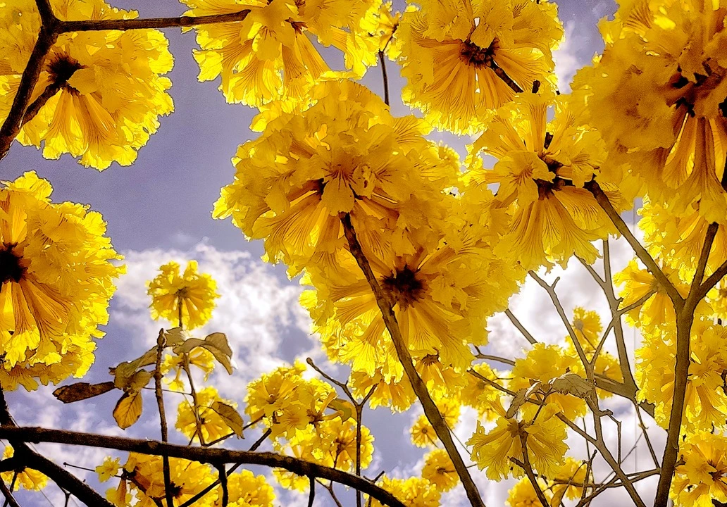 Imagen de cuerpo de nota