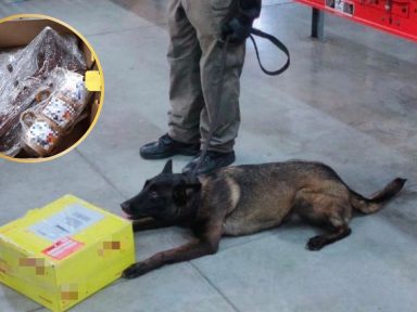 Imagen de Canino antidrogas intercepta cocaína en encomienda enviada desde SPS