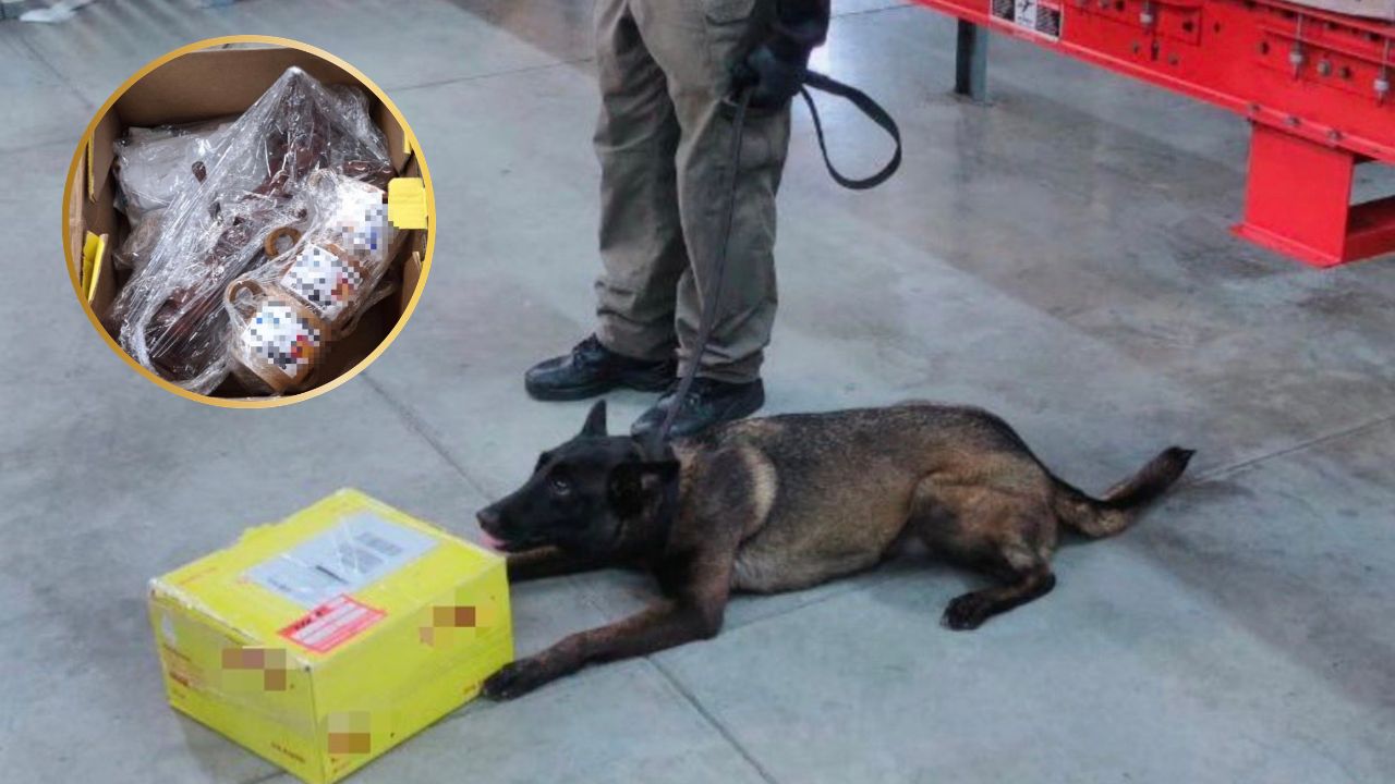 Imagen de Canino antidrogas intercepta cocaína en encomienda enviada desde SPS