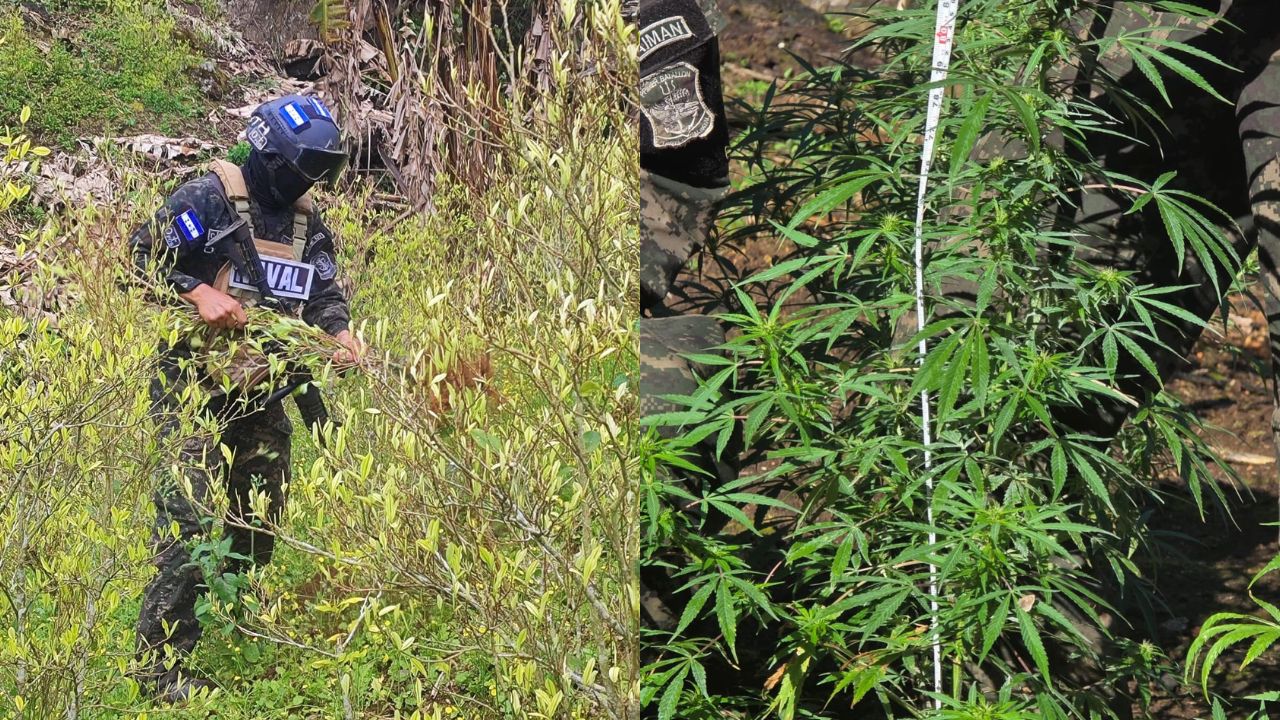 Imagen de Descubren plantaciones de coca y marihuana en montañas de Tocoa