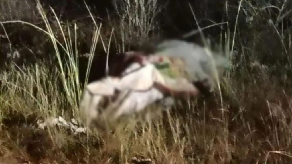 Imagen de cuerpo de nota