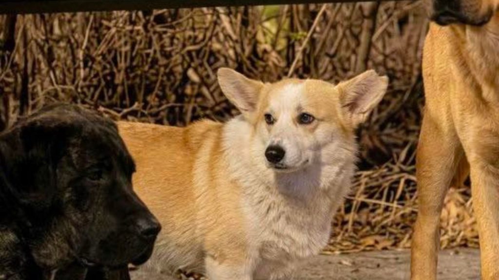 Imagen de cuerpo de nota