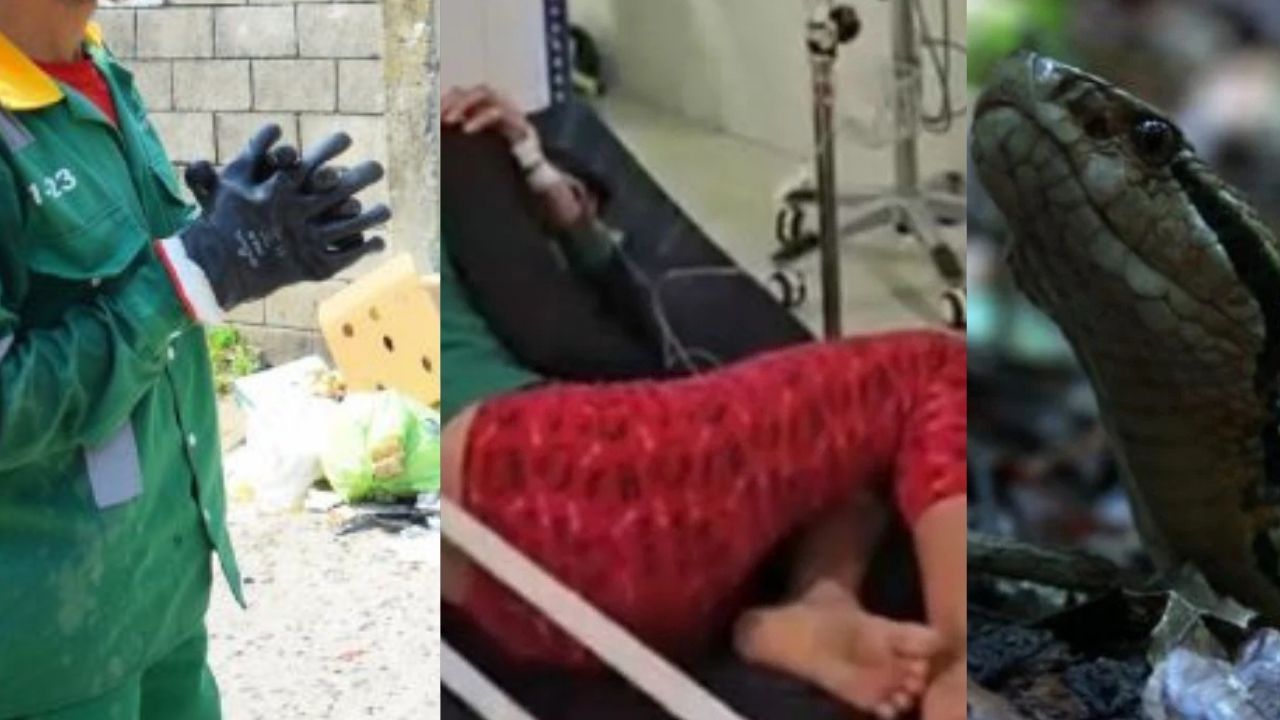 Imagen de Así atacaron serpientes venenosas a un trabajador en SPS y una niña en Danlí