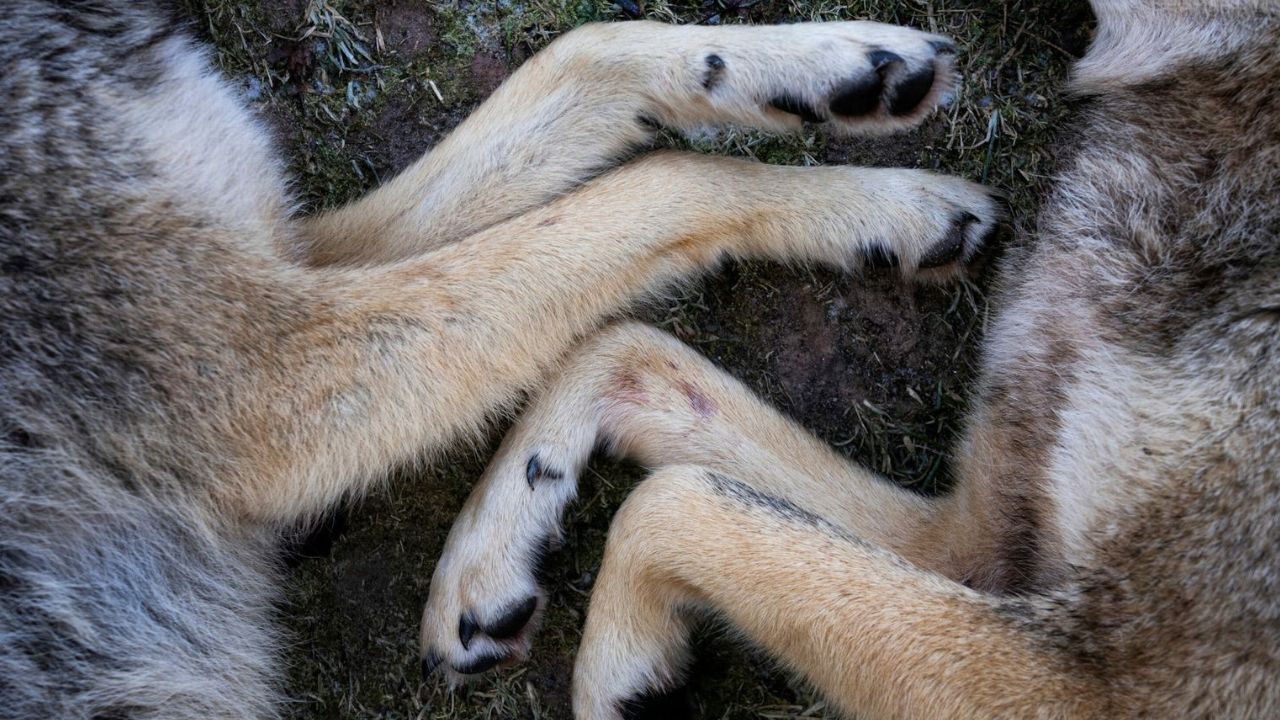 Imagen de Indignación en San Marcos de Colón por envenenamiento masivo de perros y gatos