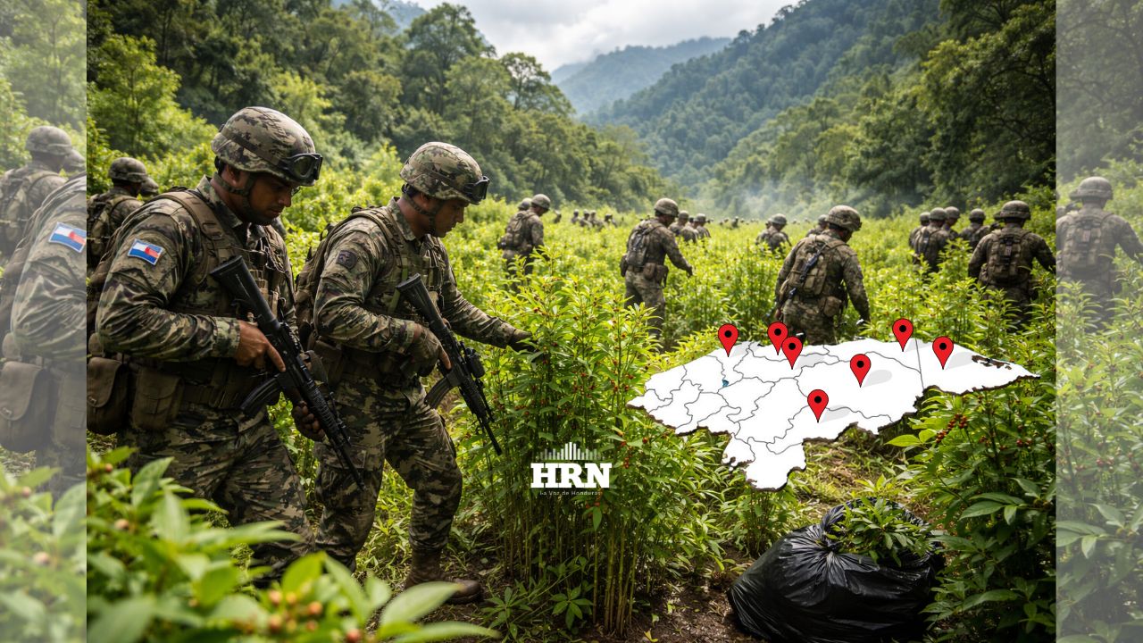 Imagen de Insight Crime: La hoja de coca gana terreno en Honduras con 16 municipios productores