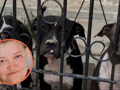 Imagen de Tras cuatro días de agonía muere señora atacada por pitbulls en La Ceiba
