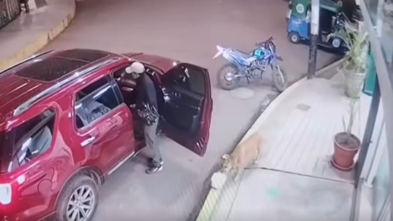 Imagen de ‘El más temido del barrio’: captan a Firulais robando comida en plena vía pública