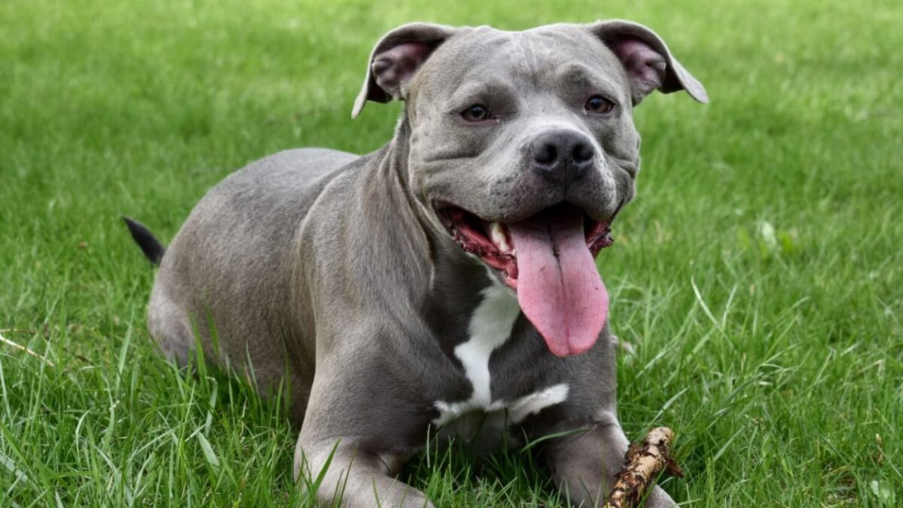 Imagen de Restringen a perros pitbull y otras razas en estos espacios en este municipio de Honduras