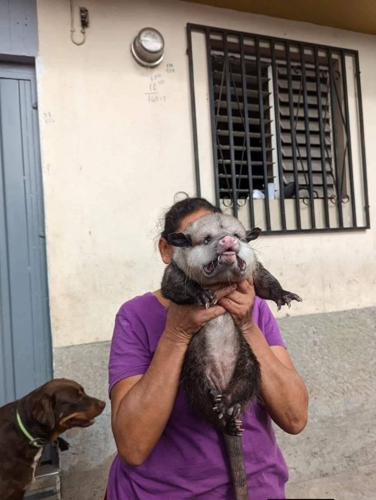 Hondureña mostrando al guasalo que tiene como mascota.