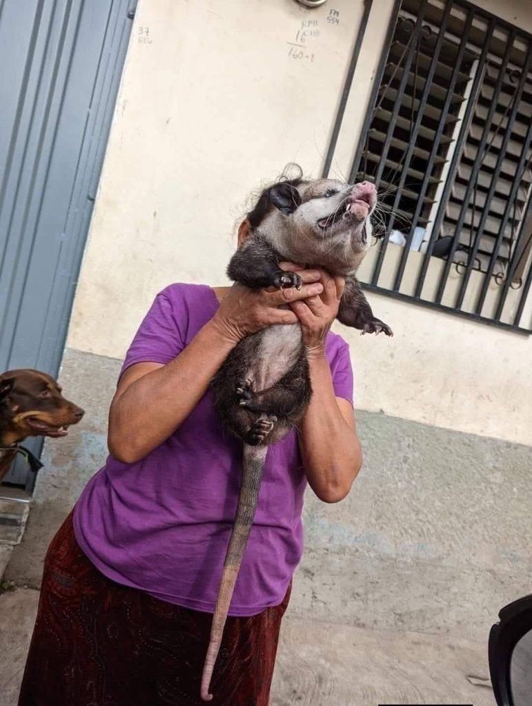 Hondureña mostrando al guasalo que tiene como mascota.