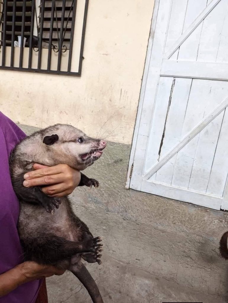 Hondureña mostrando al guasalo que tiene como mascota.