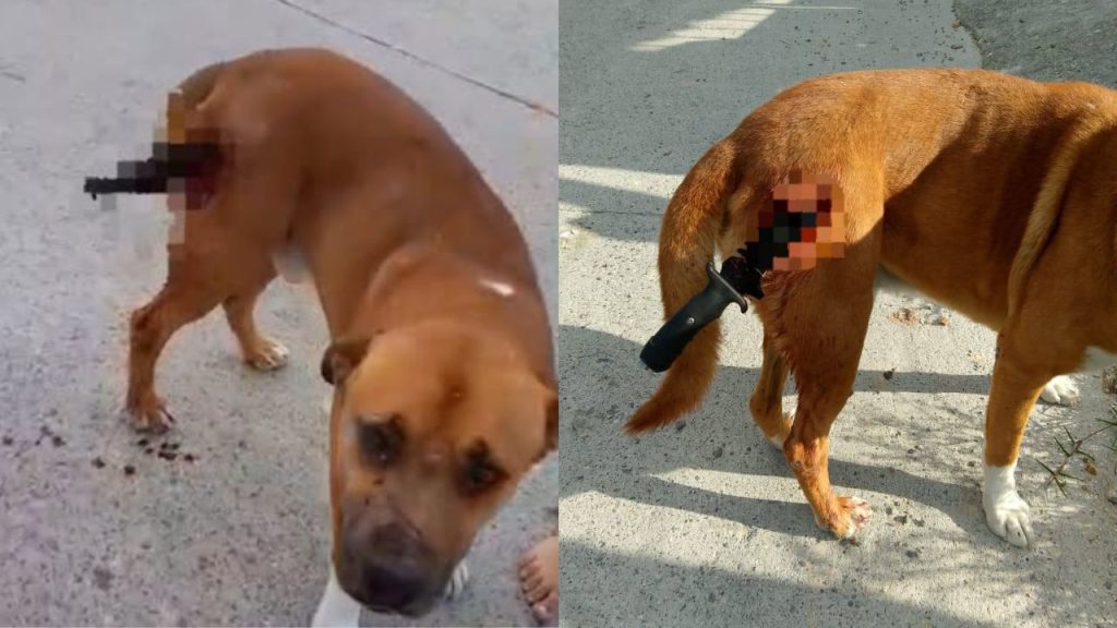 Imagen de cuerpo de nota