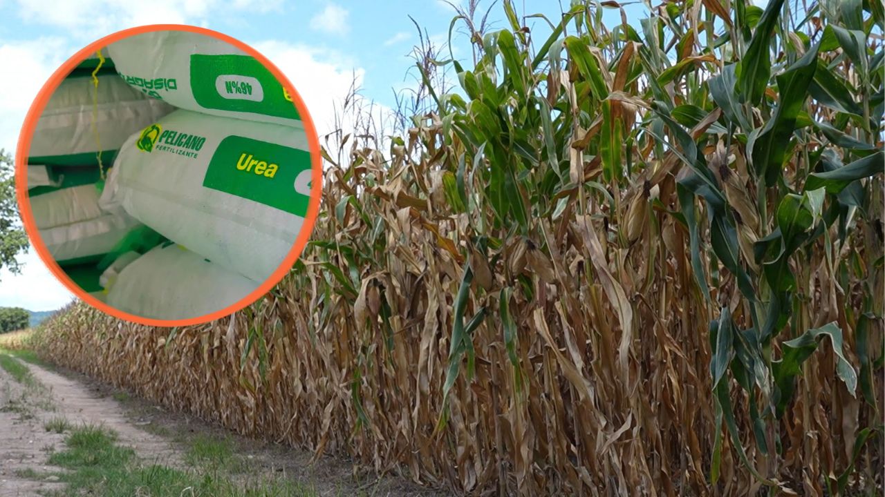 Imagen de subcategoria de Alza en fertilizantes amenaza con encarecer la producción agrícola