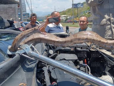 Imagen de VIDEO: 'Venía con premio', hallan enorme boa en carro recién adquirido en Honduras
