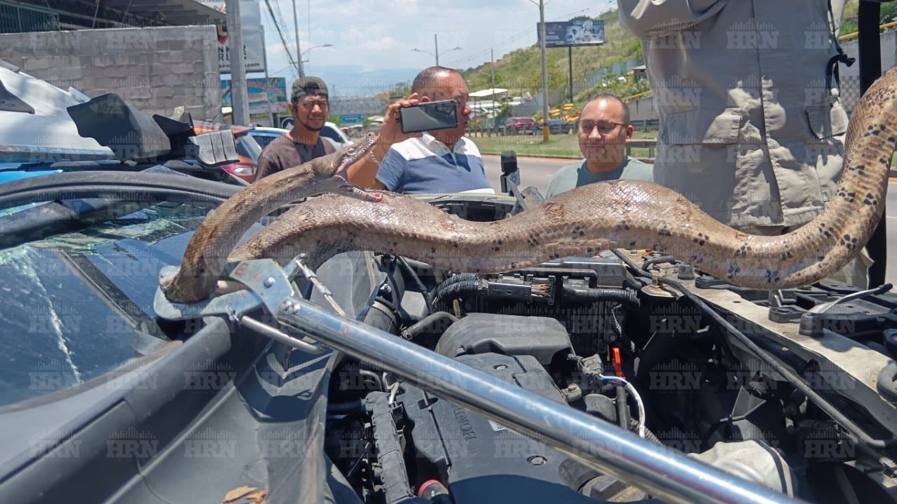 Imagen de VIDEO: 'Venía con premio', hallan enorme boa en carro recién adquirido en Honduras