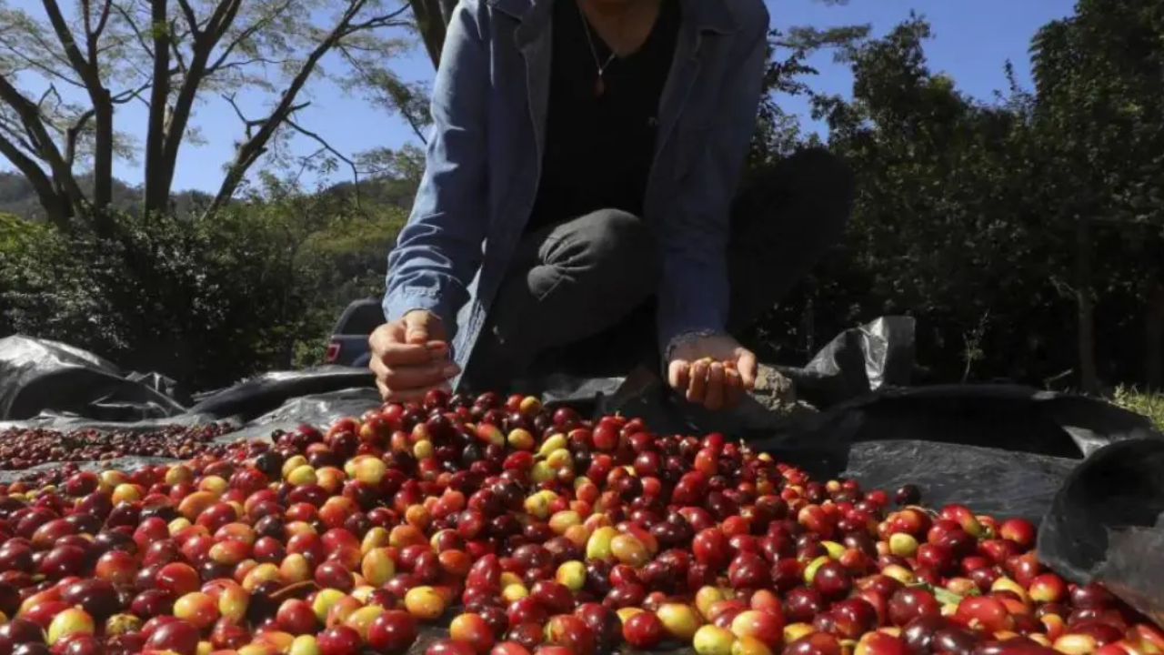 Imagen de subcategoria de Honduras reduce su déficit comercial un 22.2 % en enero impulsado por el café y el oro