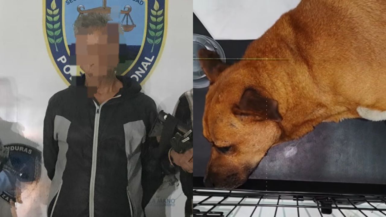 Imagen de Video| Hombre es arrestado tras apuñalar a “Toto”, querido perrito de Copán