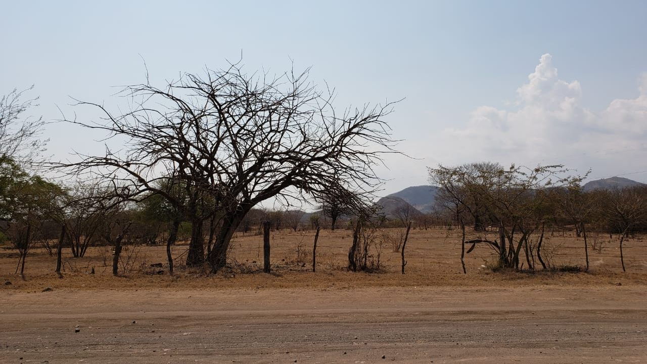 Imagen de ¿Cuándo llegaría fenómeno de El Niño a Honduras? Advierten de temperaturas más altas