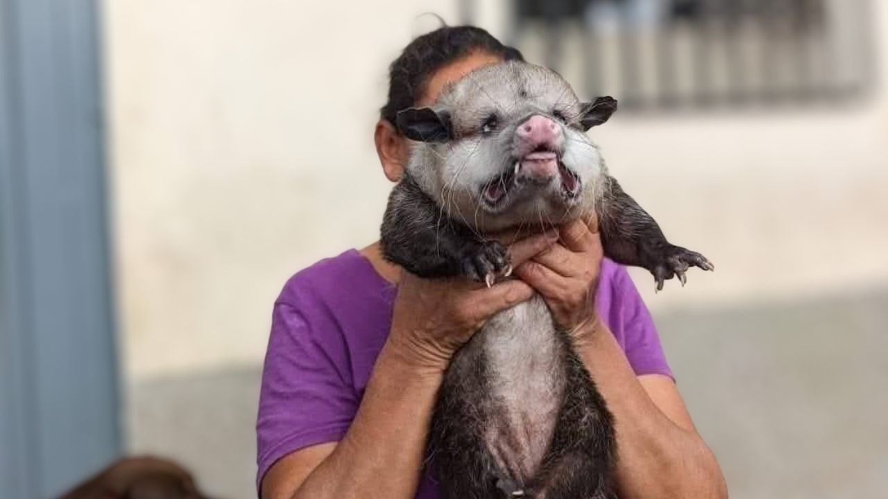 Imagen de 'Está gordito': Hondureña se viraliza al tener un 'guasalo' como mascota