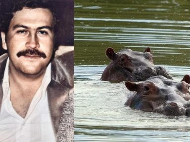 Imagen de Colombia autoriza sacrificio de 80 ‘hipopótamos de la cocaína’ de Pablo Escobar